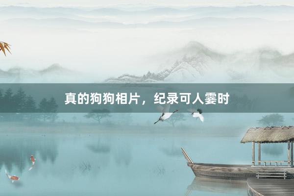 真的狗狗相片,纪录可人霎时