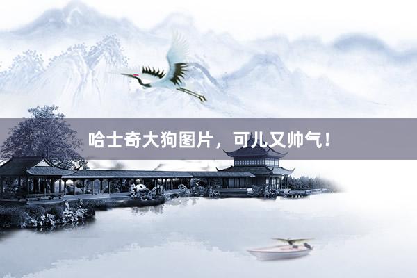 哈士奇大狗图片，可儿又帅气！